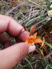 Tritonia deusta miniata