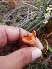 Tritonia deusta miniata