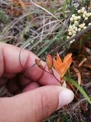 Tritonia deusta miniata