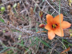 Tritonia deusta miniata