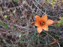 Tritonia deusta miniata