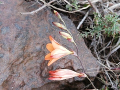 Tritonia deusta miniata