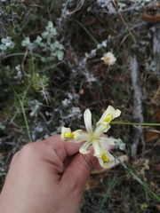 Moraea anomala