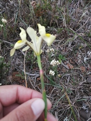 Moraea anomala