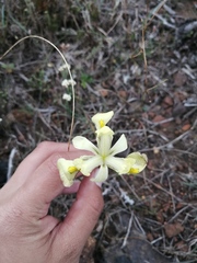 Moraea anomala