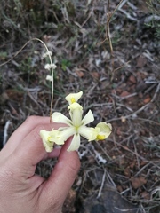 Moraea anomala