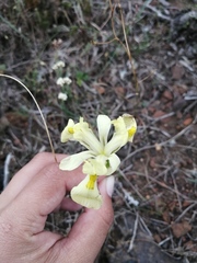 Moraea anomala