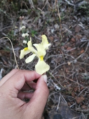 Moraea anomala