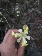 Moraea anomala