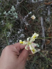 Moraea anomala