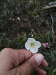 Heliophila carnosa