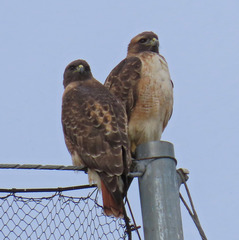 Buteo jamaicensis