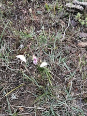 Heliophila carnosa