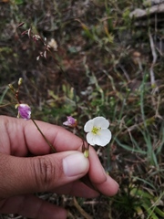 Heliophila carnosa