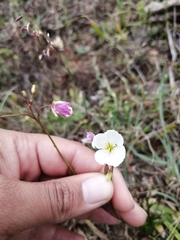 Heliophila carnosa