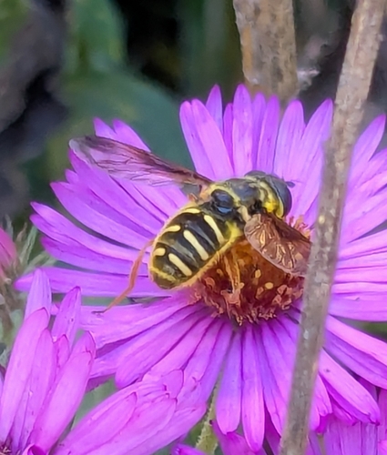Unknown species found near Austin, MN 55912, USA