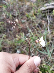 Heliophila carnosa