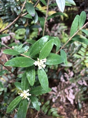 Pimelea drupacea