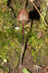 Psilocybe neoxalapensis