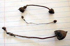 Psilocybe neoxalapensis