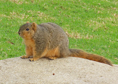 Sciurus niger