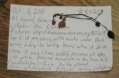 Psilocybe neoxalapensis