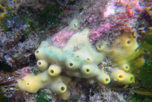 Bread-crumb Sponge, Capital, BC, Canada, photo 7 of 10