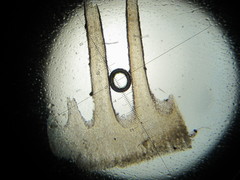 Psilocybe neoxalapensis