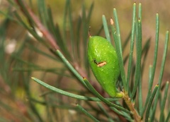 Hakea nodosa