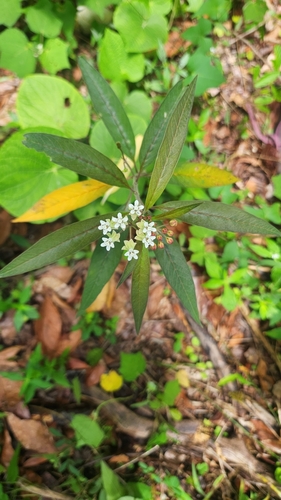 Asclepias nivea