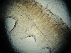 Psilocybe neoxalapensis