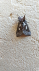 Antiophlebia bracteata