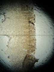 Psilocybe neoxalapensis