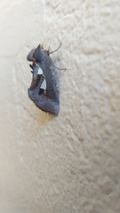 Antiophlebia bracteata