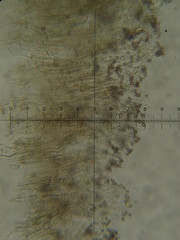 Psilocybe neoxalapensis