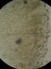 Psilocybe neoxalapensis