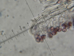 Psilocybe neoxalapensis