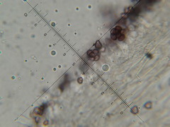 Psilocybe neoxalapensis