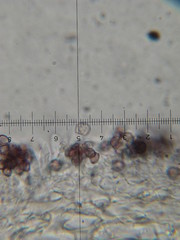 Psilocybe neoxalapensis