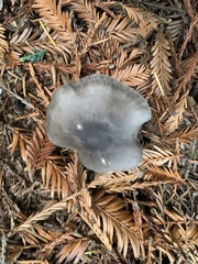Entoloma medianox