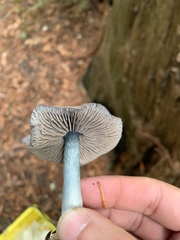 Entoloma medianox