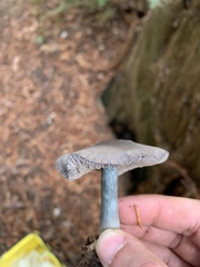 Entoloma medianox