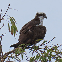 Pandion haliaetus