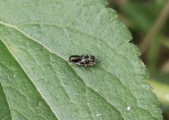 Tridactylidae