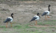 Anseranas semipalmata