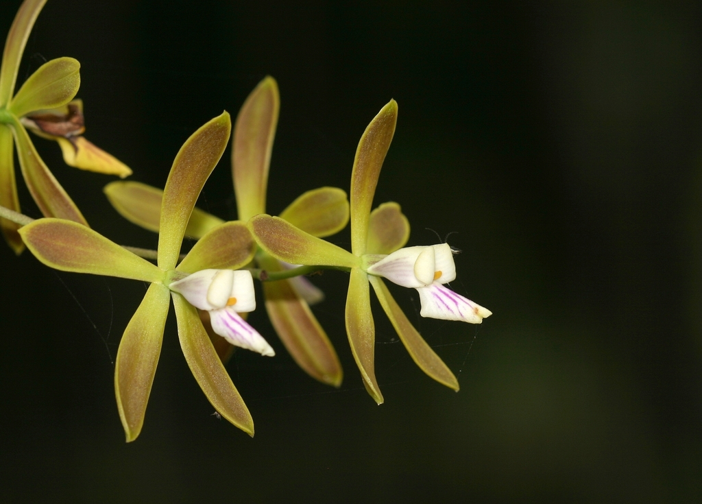 Encyclia acutifolia Schltr.