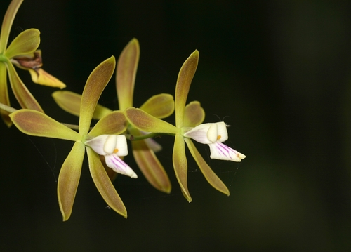 Encyclia acutifolia