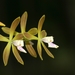 Encyclia acutifolia - Photo (c) Klaus Bohn, alguns direitos reservados (CC BY-NC), uploaded by Klaus Bohn