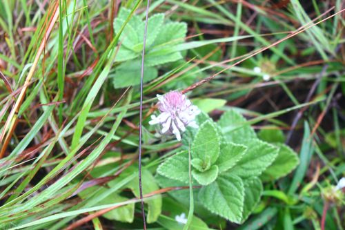 Aeollanthus subacaulis
