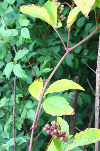 Ampelocissus obtusata